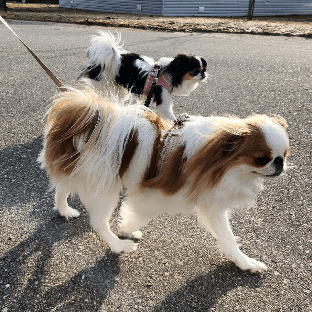 Dog Walking